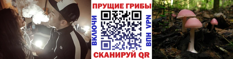 kraken зеркало  сколько стоит  Бийск  Галлюциногенные грибы Cubensis 